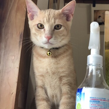 とても大人しい子です