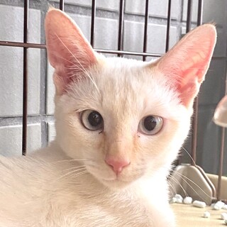 淡いブルーアイの白シャムミックスの女の仔❤️
