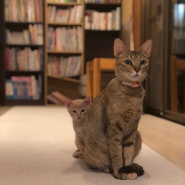 いつもお母さん猫のそばを離れなかった甘えん坊