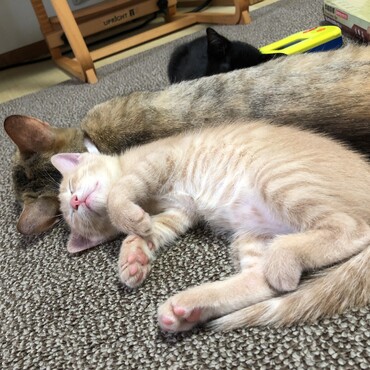 毛色がとても綺麗な茶トラ猫