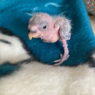 コザクラインコ雛