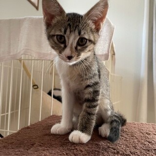 とても甘えん坊の3匹の子猫(キジシロ)