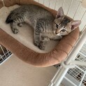 とても甘えん坊の3匹の子猫(キジ)
