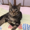 きじトラ子猫ちゃん 里親募集しています！