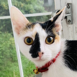 じゅり　5か月　三毛猫　ごろごろ