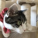性格美人で撫でられるの大好き❤︎女の子1才