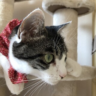 性格美人で撫でられるの大好き❤︎女の子1才