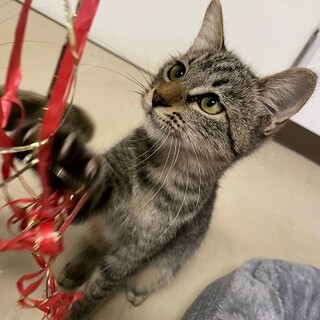 タンちゃん　人懐っこくて甘えん坊な女の子