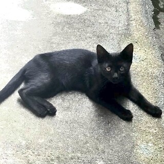 【生後3〜4ヶ月、健康状態◎】やさしい黒猫ちゃん♪