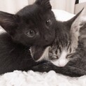 ♀黒猫ちゃん