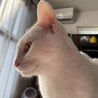 の写真