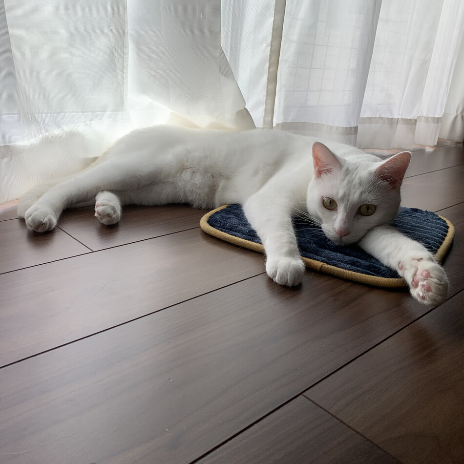 シロのカバー写真