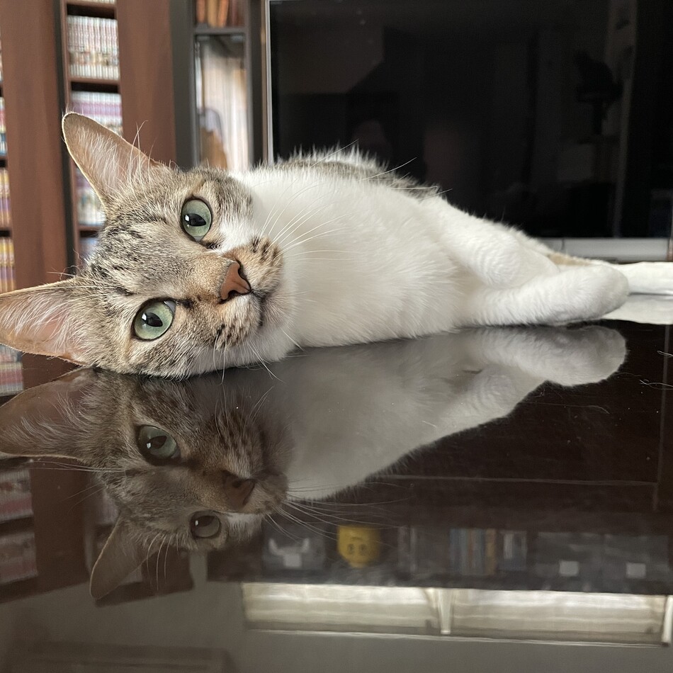 トラのカバー写真