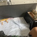 レオパードゲッコー　2匹多頭　仲良し