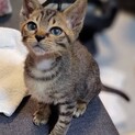 子猫1.5ヶ月を保護しました