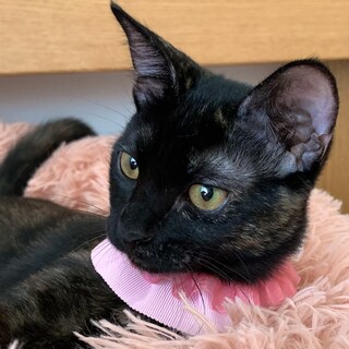 大阪・譲渡会10/2(土)　先住猫と仲良し！