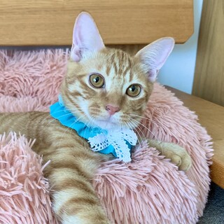 10/2(土)譲渡会(大阪・都島区)　茶トラ子猫