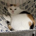 小柄で可愛い三毛の小麦ちゃん！里親募集です。