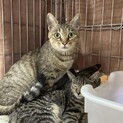 人慣れ性格パーフェクトなキジトラ親子にゃん①