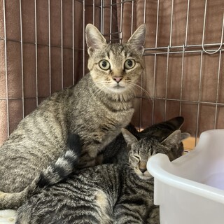 人慣れ性格パーフェクトなキジトラ親子にゃん①