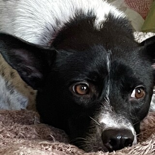 元野犬ですが、お散歩大好きなお利口さんのリタ