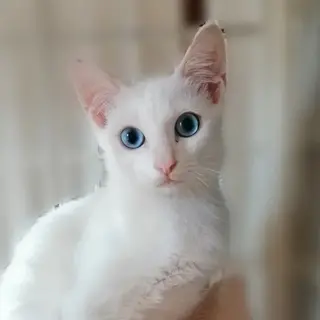 ちょっぴり恥ずかしがりやブルーアイズのイケニャン