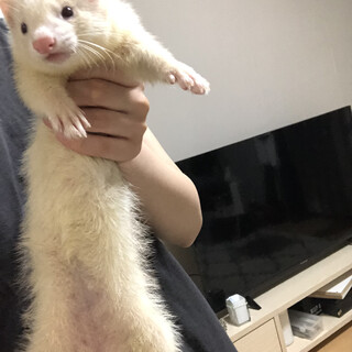 フェレット　生後4ヶ月　女の子