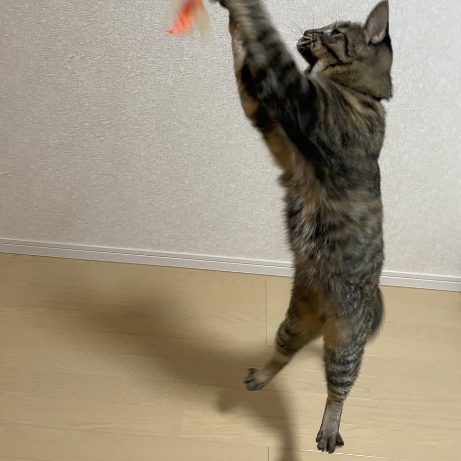 むぅのカバー写真