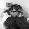 3匹のお母ちゃん