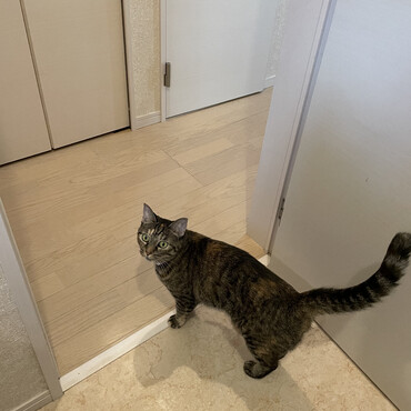 ストーカー猫です！