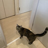 ストーカー猫です！