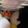 よーくみるといます（笑）
