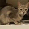 アビ