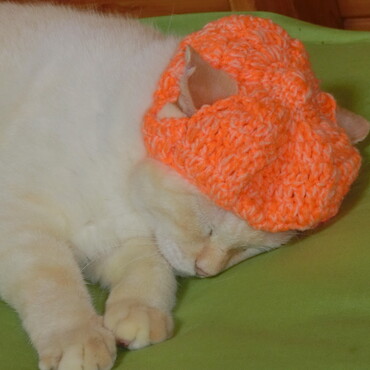 帽子かぶせられてフテ寝にゃんこ