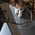 可愛い三毛猫の子猫ちゃんです