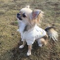 里親決定しました。応募ありがとうございました。