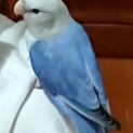 （交渉中の為新規応募不可）小桜インコのメス