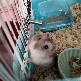 長野県　ハムスターの里親を募集します。