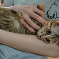 【フラダンス】おかげさまで里親様が決まりました。