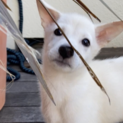 元気いっぱいのお転婆娘、エルサちゃん