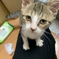 人懐っこくて甘えん坊の子猫です。