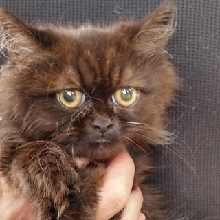 ペルシャ(猫)の里親募集情報 :: ペットのおうち【月間利用者150万人!】