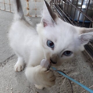 子猫ちゃん残り1匹のみまだ里親募集中！！！