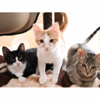 3匹の子猫の募集