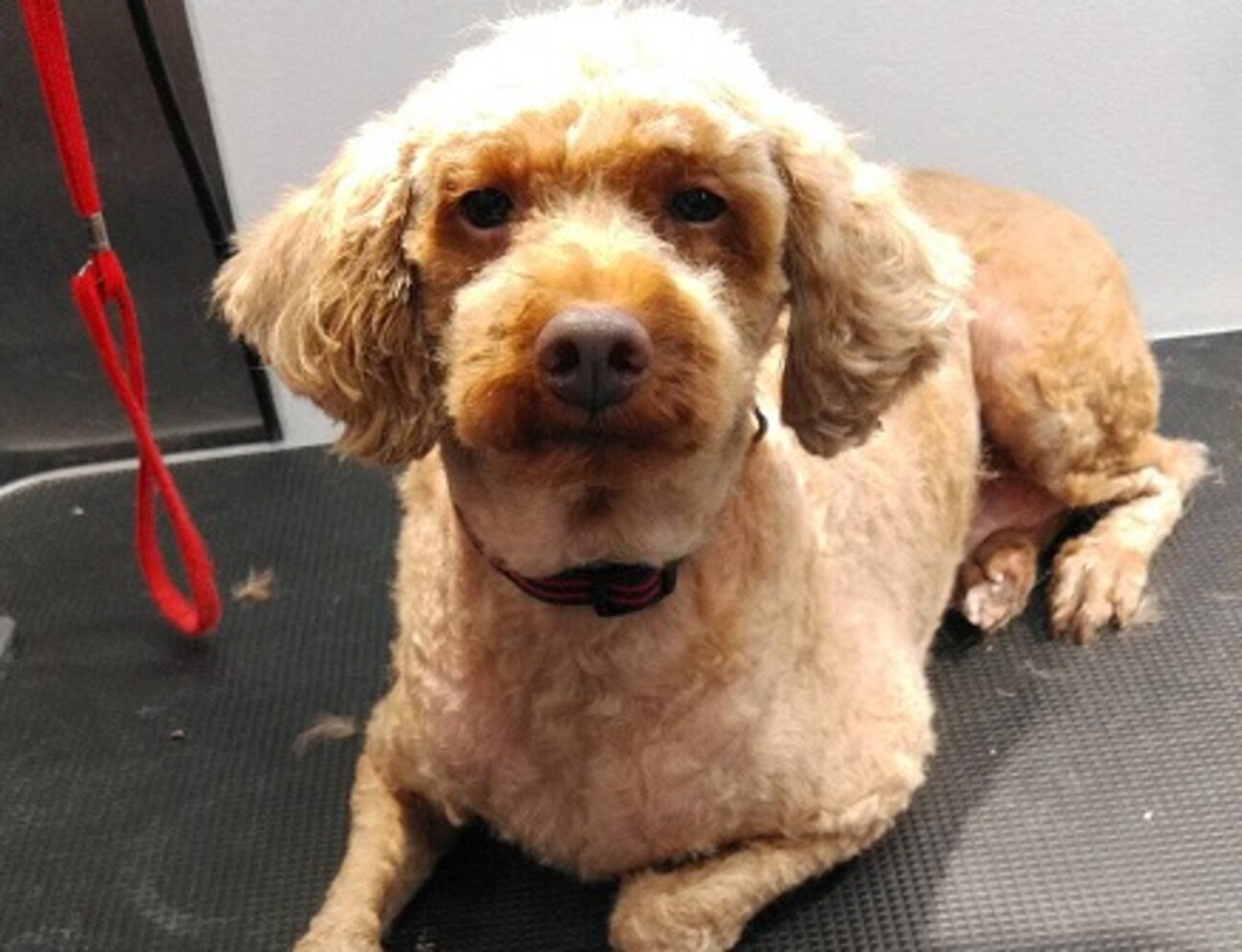 ちょっと大きいトイプード 広島県 犬の里親募集 ペットのおうち 月間利用者150万人 ちょっと大きいトイプード 広島県 犬の里親募集 ペットのおうち 月間利用者150万人