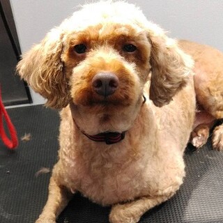 ちょっと大きいトイプードルのプリン君