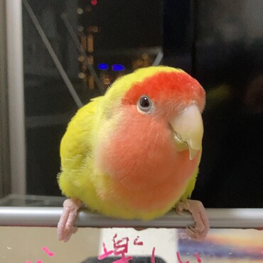 コザクラインコのオリンピアです