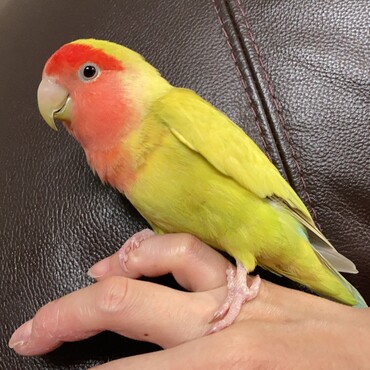 コザクラインコのオリンピア