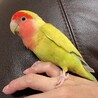 コザクラインコのオリンピア