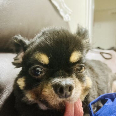 ルナちゃん。これでもチワワ。